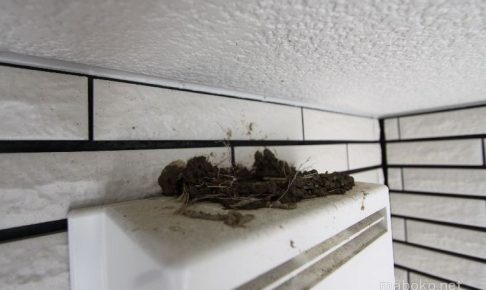 換気扇 鳥の巣